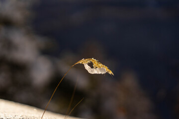 Tige avec neige