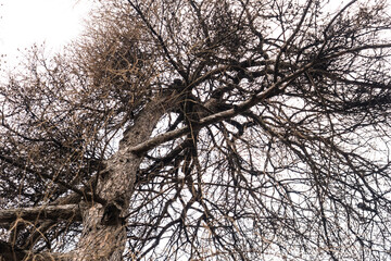 larch tree without leaves, background image, selective focus, tinted image