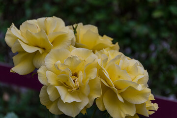 yellow rose in the garden