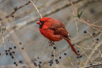Red male cardinal closeup