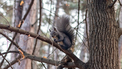 closeup shoot of squirrel with nut