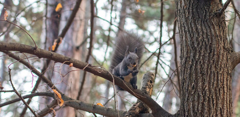 Grey squirrel eats the nut in the natural environment