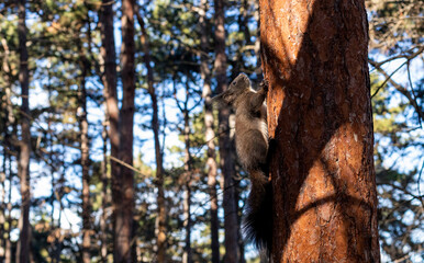 A small squirrel climbs a tree in the park