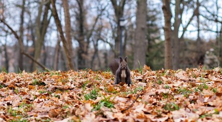 A curious squirrel sits on autumn leaves in the park