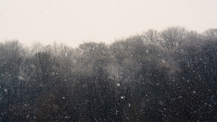 snow fall in the forest 
