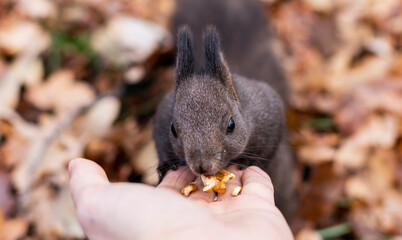 Close-up portrait of a gray squirrel eating nuts from a man's hand