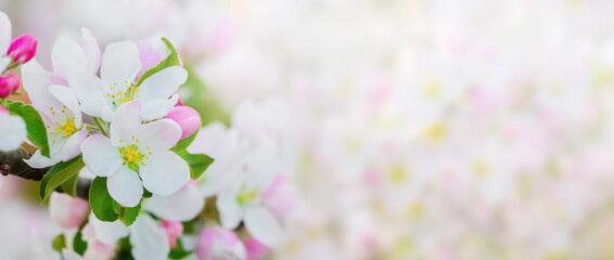 Fototapeta na wymiar Apple tree flowers on a light background, spring background, banner, panorama