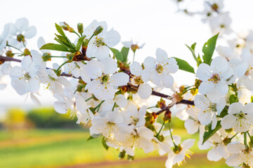 Fototapeta na wymiar Cherry flowers on a tree in the garden, cherry blossoms