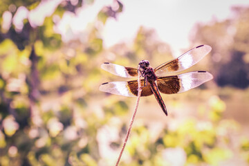 dragonfly on a branch