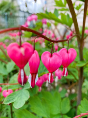Flowering of the plant Dicentra formosa on a blurred background. This flower has another name - a bleeding or broken heart. Selective focus