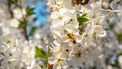 Bee on a cherry flower in sunny weather