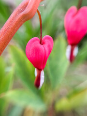 Flowering of the plant Dicentra formosa on a blurred background. This flower has another name - a...