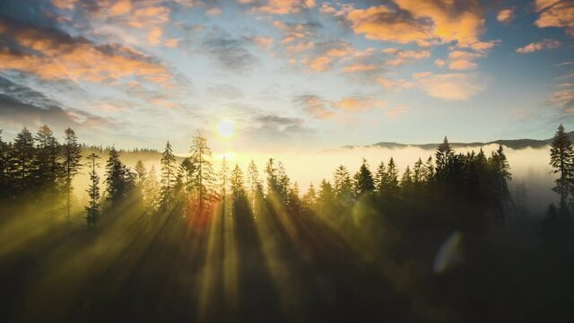 Dark green pine trees in moody spruce forest with sunrise light rays shining through branches in foggy fall mountains.