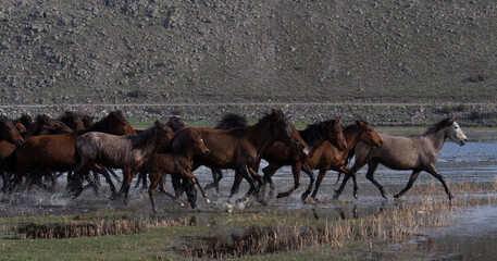 herd of horses