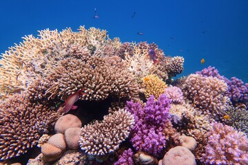 Naklejka na ściany i meble Beautiful colorful healthy coral reef with diversity of hard corals