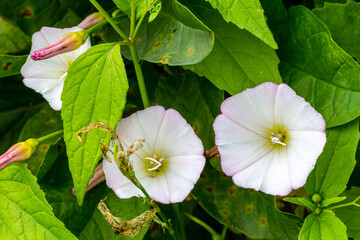 Flowers field bindweed in the garden among the green leaves