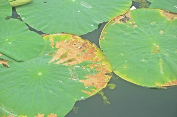 water lily in the pond