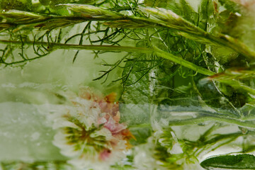 Fototapeta na wymiar flowers and leaves in the ice