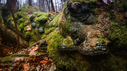 Mikro Świat © Adam