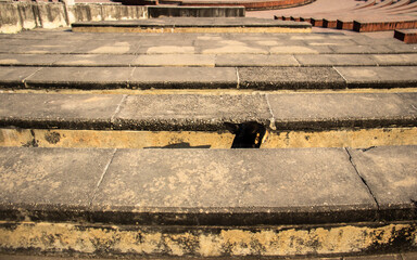 The rare motion of street dog