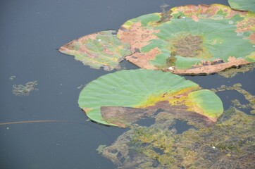 water lily in the pond