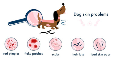 Dog skin problems.Infographics icons with different symptoms, allergy, pimples and scabs. Pet`s healthcare. Horizontal veterinary banner.Pelt lesions and hair loss, itching. Animal parasites. Vector