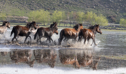 horses in the water