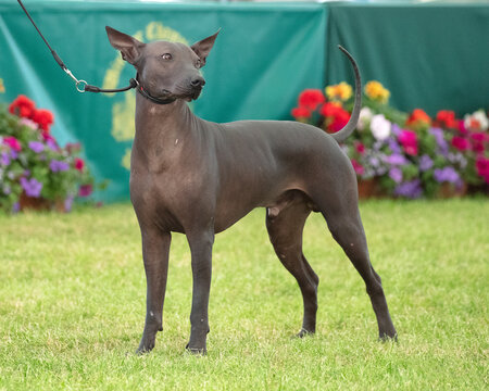 Xoloitzcuintle, Mexican Hairless Dog