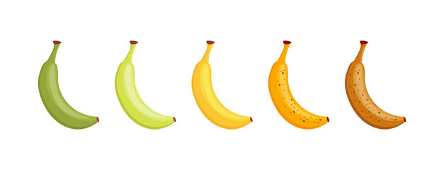 Fototapeta na wymiar Banana ripeness scale. Stages of fruit ripening, isolated set