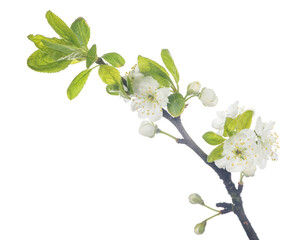 Fototapeta premium plum tree branch with flowers isolated on white