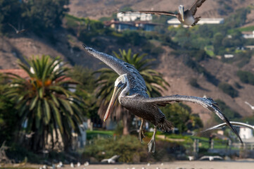 Brown Pelicans (Pelecanus occidentalis) in Malibu Lagoon, California, USA