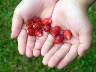 ripe red berries of wild strawberries in children's palms