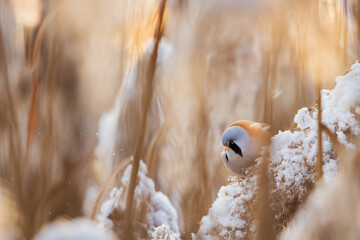 bearded tit at sunset eating cane seeds