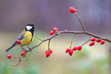 Great tit, parus major, sitting on rosehip in autumn nature. Colorful bird looking around from bush with red berries in fall. Small yellow feathered animal resting on tiny twig.