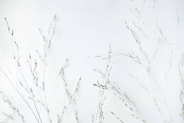 thin twigs spikelets on a gray background

