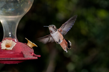 Female or subadult male of Allen's Hummingbird (Selasphorus sasin) in garden, Los Angeles, California, USA