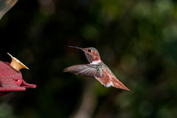 Female or subadult male of Allen's Hummingbird (Selasphorus sasin) in garden, Los Angeles, California, USA