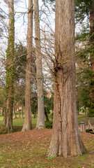 
Young tree growing on the trunk of a large bald cypress tree, stripped of its foliage, in winter