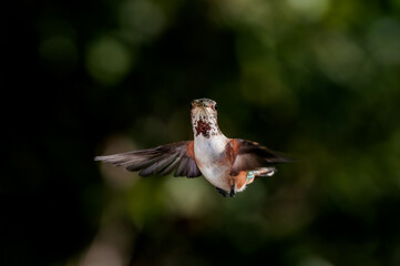 Female or subadult male of Allen's Hummingbird (Selasphorus sasin) in garden, Los Angeles, California, USA