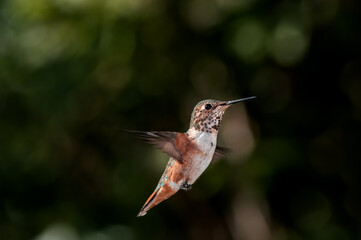 Fototapeta na wymiar Female or subadult male of Allen's Hummingbird (Selasphorus sasin) in garden, Los Angeles, California, USA