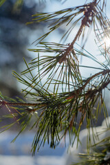 Naklejka premium Winter nature