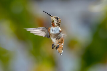 Female or subadult male of Allen's Hummingbird (Selasphorus sasin) in garden, Los Angeles, California, USA