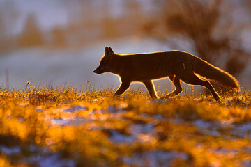 Red Fox, Vulpes vulpes, beautiful animal on grassy meadow, in the nature habitat, evening sun with nice light, Slovakia