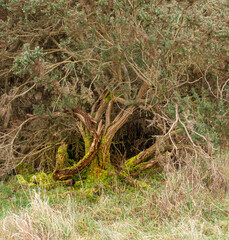 luminous glowing lichen covered branches of a twisted hawthorn bush in winter
