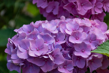 purple hydrangea flower