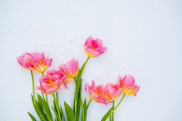 Obraz na płótnie Canvas pink tulips lie on the snow. top view. copy space. flat lay 