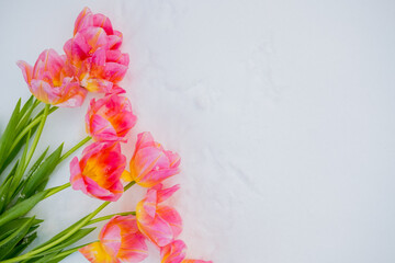 pink tulips lie on the snow. top view. copy space. flat lay 