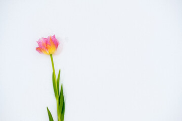 pink tulips lie on the snow. top view. copy space. flat lay 