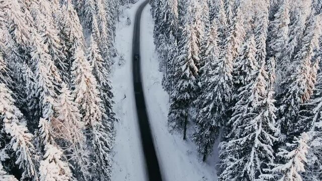 Following a dark car driving on a winter winding road in the middle of a fabulous snowy coniferous forest, aerial view. Stunning pursuit over the tops of snowy trees for a car traveling through the