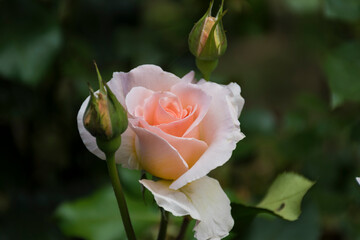 orange rose
